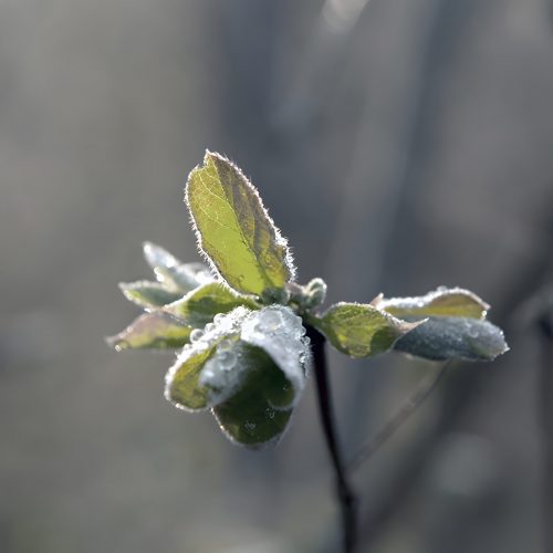 frostknopp-kallton-Gudrun-Romeborn_W2xEX_5x